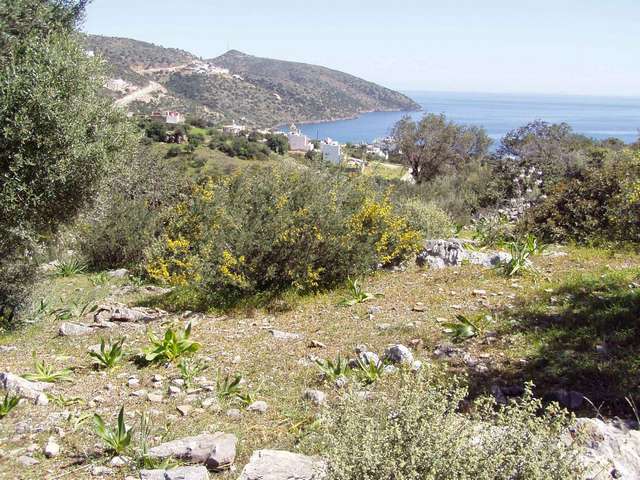 Grundstck bei Agios Nikolaos Insel Kreta