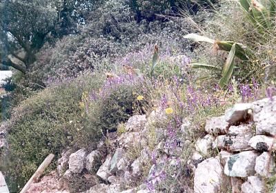 Private Insel, bei Ithaki (Ionisches Meer)